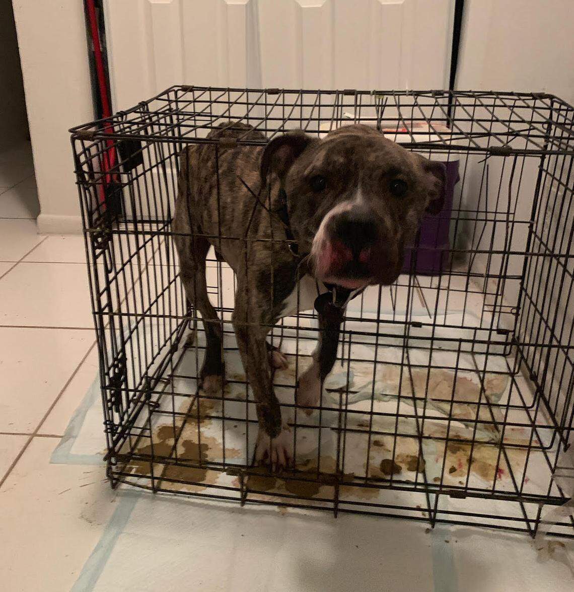Sunrise Police responded to an anonymous tip on June 15, and found a 2-year-old pit bull malnourished and covered in his own feces.