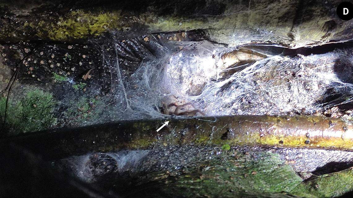 A juvenile tarantula inside a funnel-web nestled inside a tree hollow.