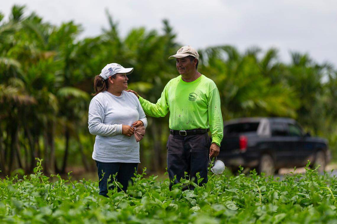 Juventino Custodio, de 53 años, y su hija Verónica Custodio, de 37, trabajan en su granja de espinaca en Homestead, Florida, el miércoles 27 de mayo de 2020. Los Custodio se vioeron obligados a abandonar una cosecha de espinaca en el campo al comienzo de la pandemia porque nadie estaba interesado en comprarlos su producto.