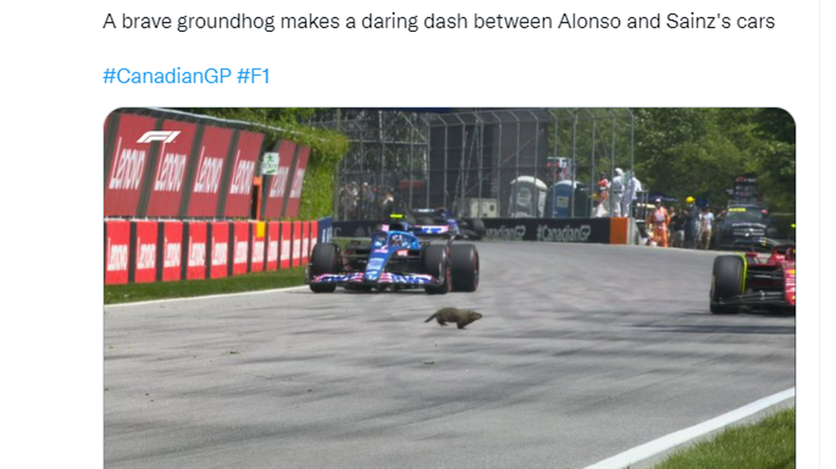 A groundhog scurried across the track in Montreal during a practice run for the Canadian Grand Prix. It safely made it to the other side, avoiding the Formula One cars of Fernando Alonso and Carlos Sainz on Friday, June 17, 2022.