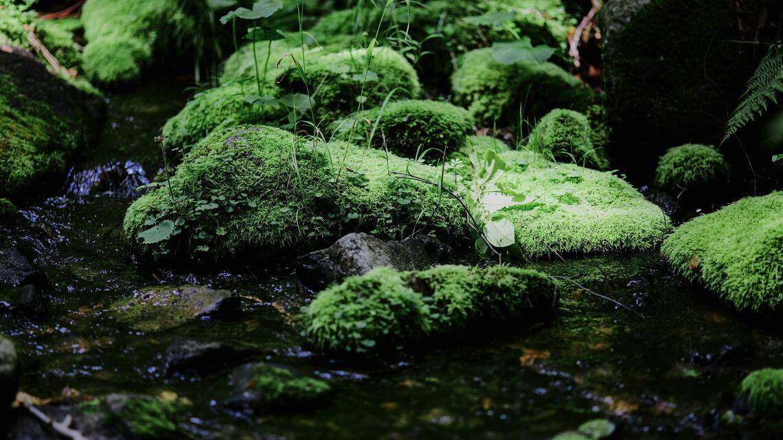 On mossy rocks near fast-flowing streams in northern Vietnam, a new species was discovered.