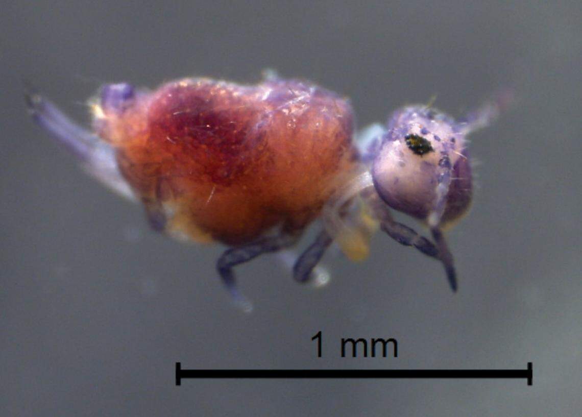 Szeptyckitheca andrzeji has 14 “large” spines on its head, experts said.