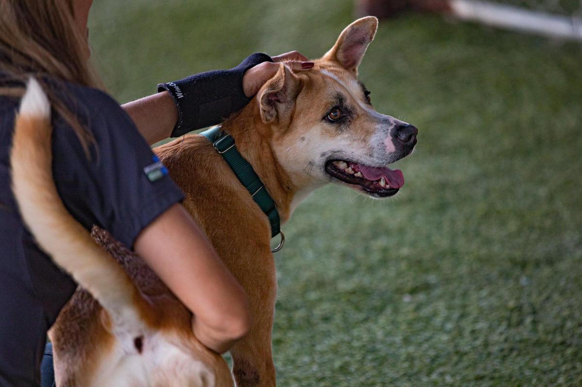 A dog up for adoption plays outside with a volunteer at the Miami-Dade Animal Services Pet Adoption & Protection Center in Doral, Florida, on Thursday, Dec. 18, 2022.
