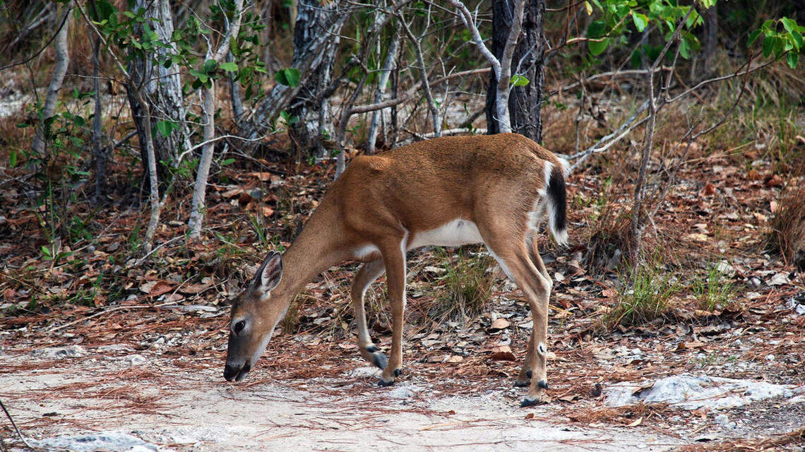 Trump administration’s endangered-species policy is nothing but animal cruelty | Opinion