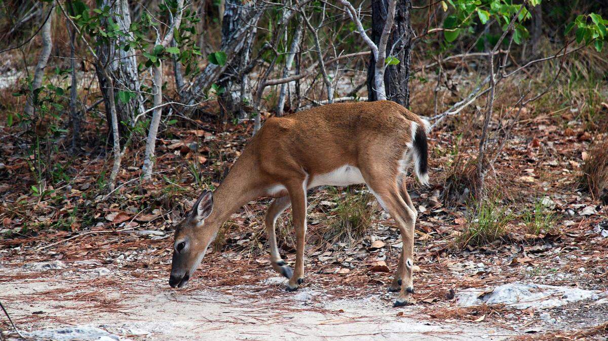 The Trump administration is considering removing the Florida Key deer from the endangered list.