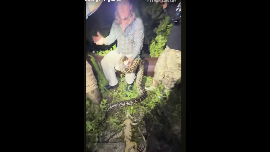 This scene from the video shows the python and its “crushed” prey.