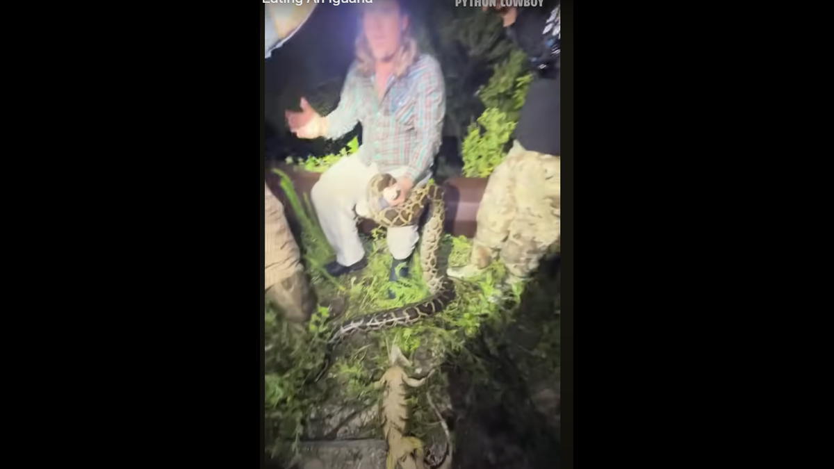 This scene from the video shows the python and its “crushed” prey.