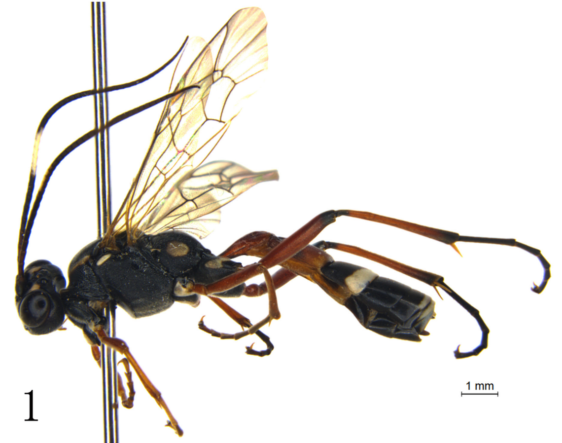 A Serratichneumon maculatus, or spotted parasitic wasp.