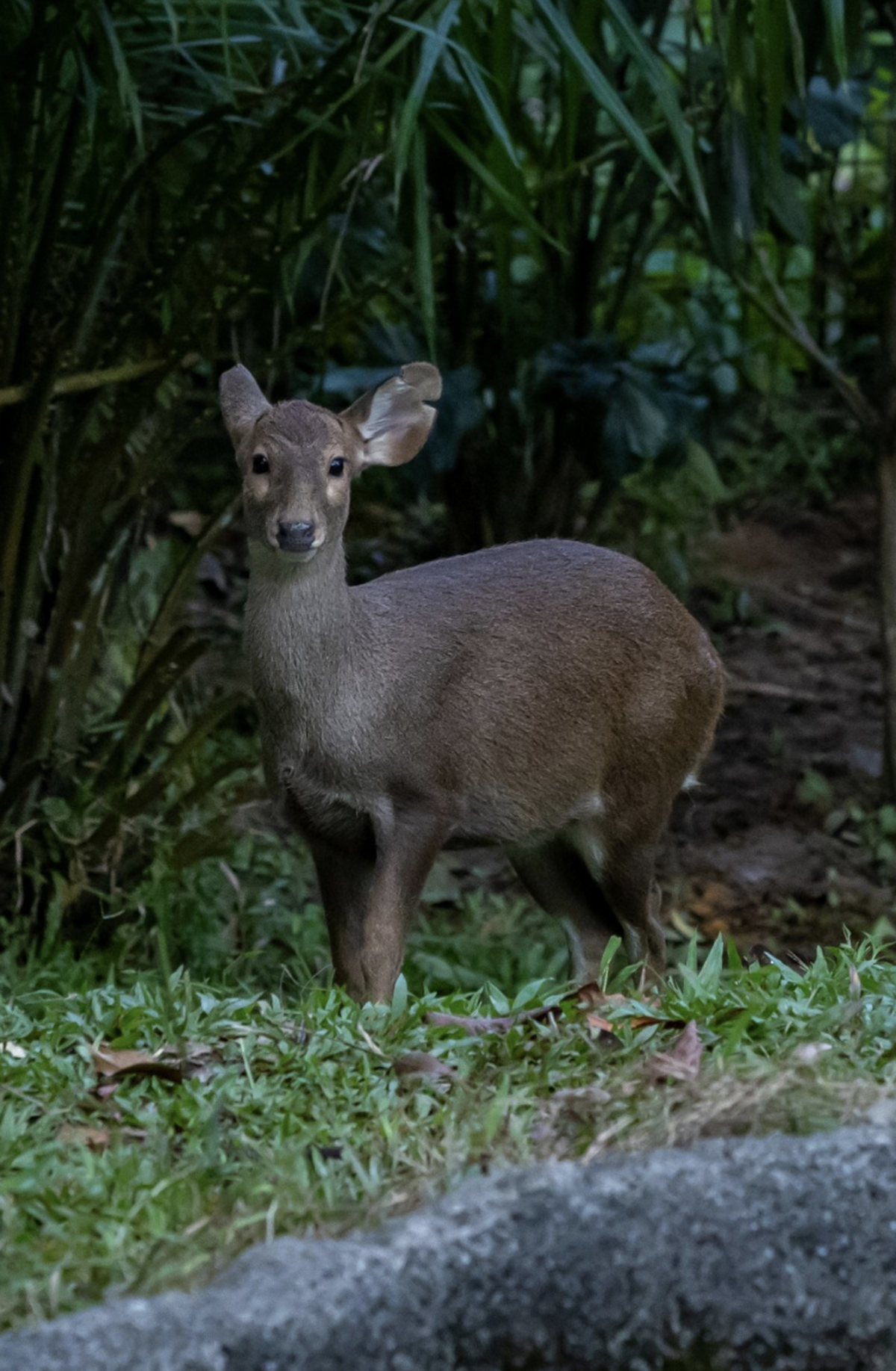 A Malayan Sambar fawn is among the nearly 1,000 babies born in 2024.