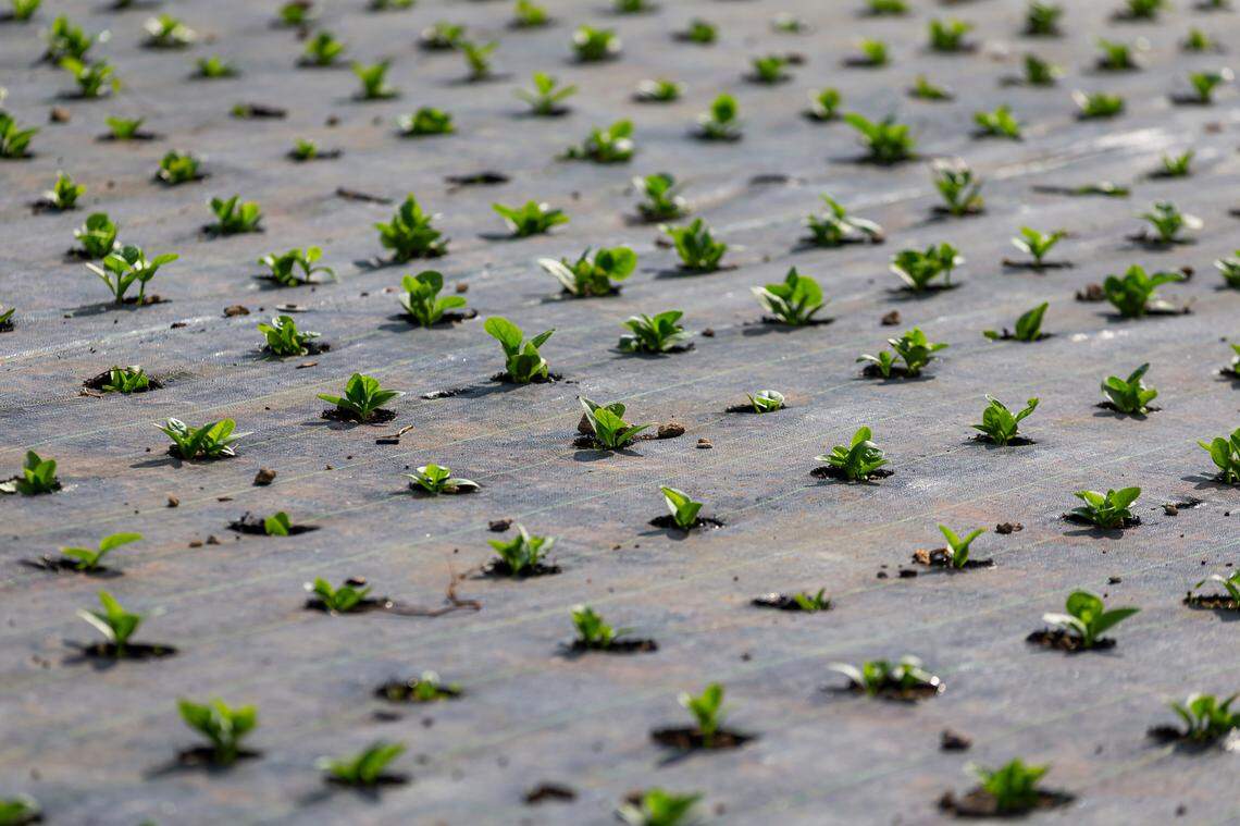 Un campo de espinaca en una granja de Homestead, Florida, el miércoles 27 de mayo de 2020. La granja es de Juventino Custodio, de 53 años, quien se vio obligado a dejar que la cosecha se echara a perder en los campos durante la pandemia porque no tenía a quién venderle su producto.