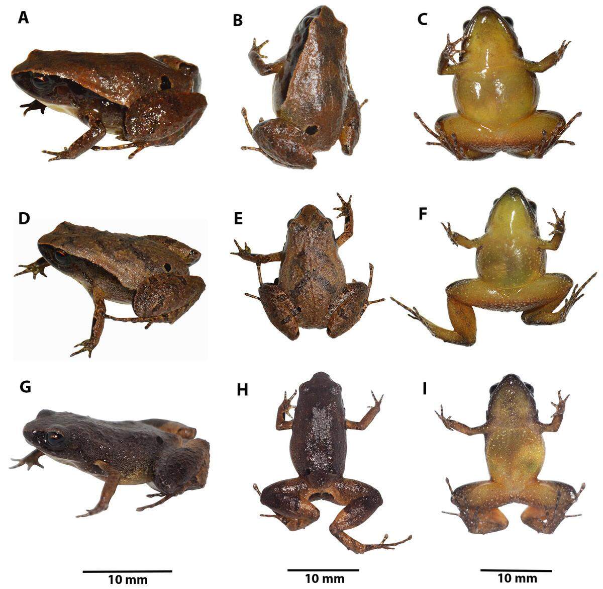 Some of the frogs are darker in color and have yellow and orange groins, researchers said.
