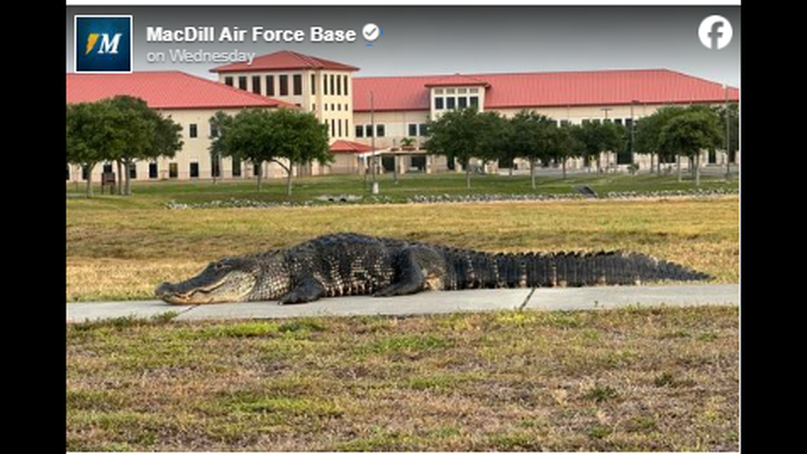 A 12-foot, 4-inch alligator was evicted from Florida’s MacDill Air Force Base after getting too close to humans, officials say.