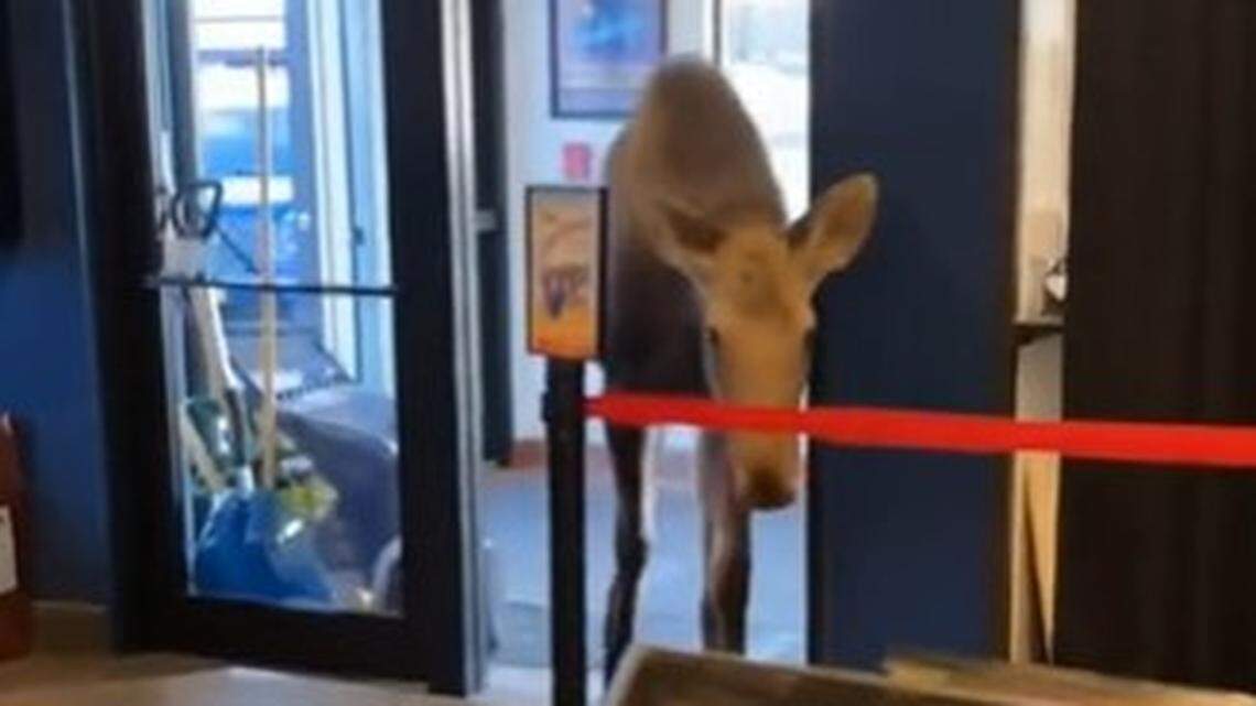 A moose visited a Kenai movie theater to munch on popcorn in the lobby, an Alaska video shows.