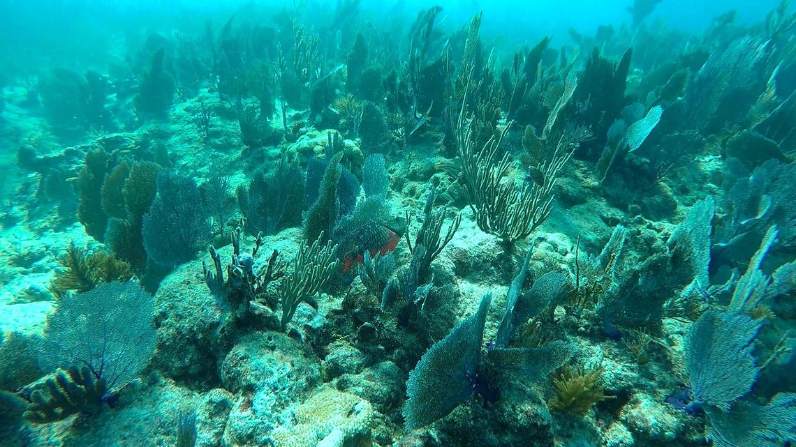 Coral reefs inside Biscayne National Park have suffered from water quality issues and a mysterious disease that’s killing entire colonies