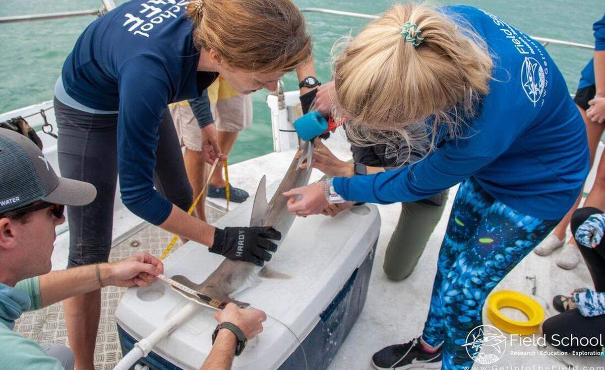 A research team with Field School led by University of Miami lecturer Catherine Macdonald takes samples and measurements from a tagged young great hammerhead shark caught in Biscayne Bay.