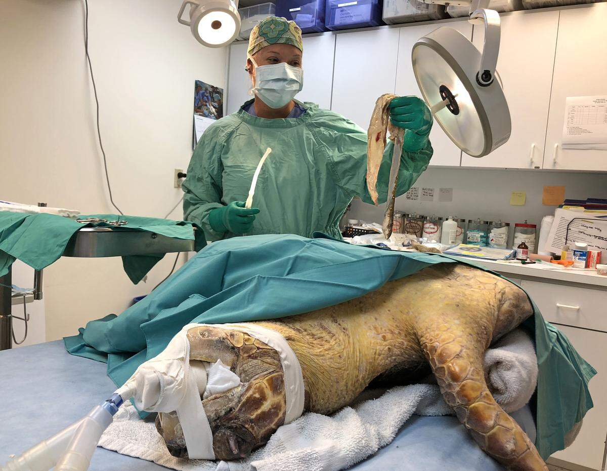 Veterinarian Dr. Brooke Burkhalter displays a goldspotted eel she surgically removed from the body cavity of “Shelmore,” a subadult loggerhead sea turtle on Sept. 25, 2018, photo, at the Florida Keys-based Turtle Hospital in Marathon, Fla.