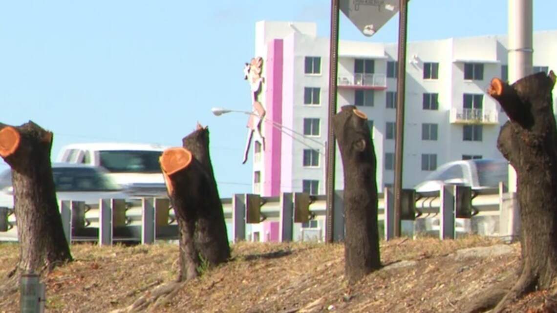 ‘Apocalypse.’ Protected mahogany trees are illegally cut down along I-95 in Miami