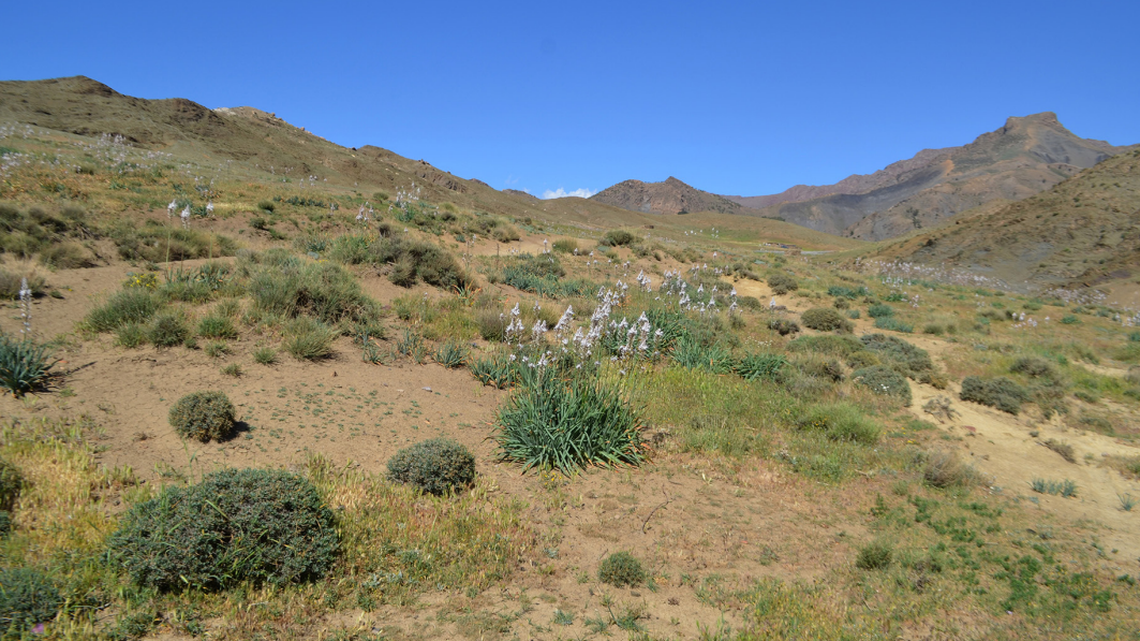 Researchers discovered a new species of blister beetle in Morocco, according to a recent study.