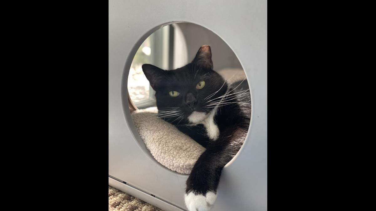 Tanzie is the longest shelter resident at the Soffer and Fine Adoption Center, part of the Humane Society of Greater Miami in North Miami Beach. The staff wants to spread the word that her being “The Queen of the Shelter” for six years is long enough. Tanzie needs a fur-ever home.