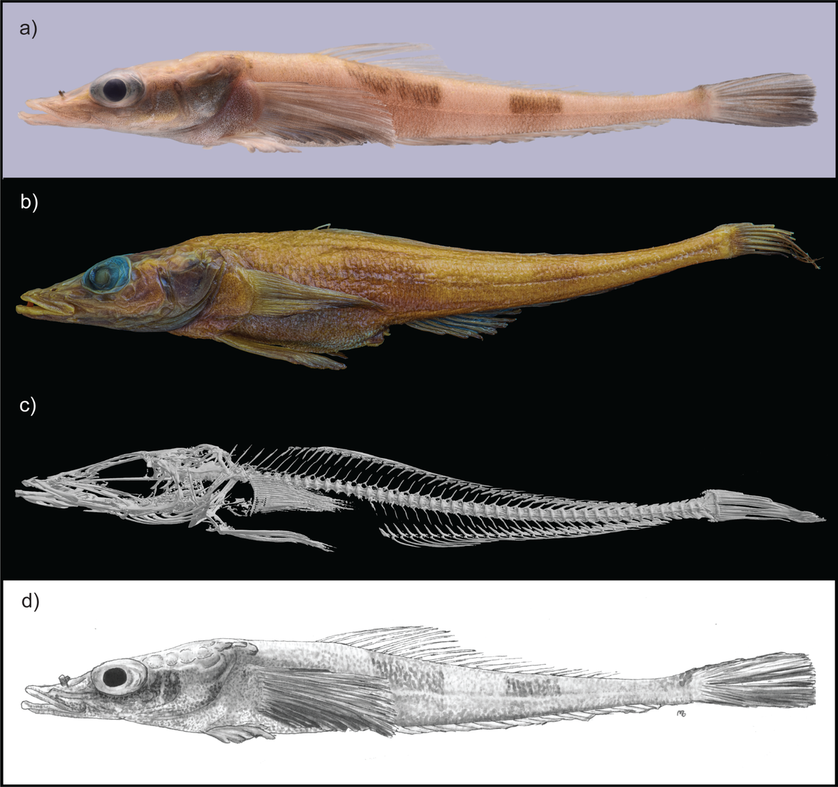The new species has bands on its body and enlarged eyes.