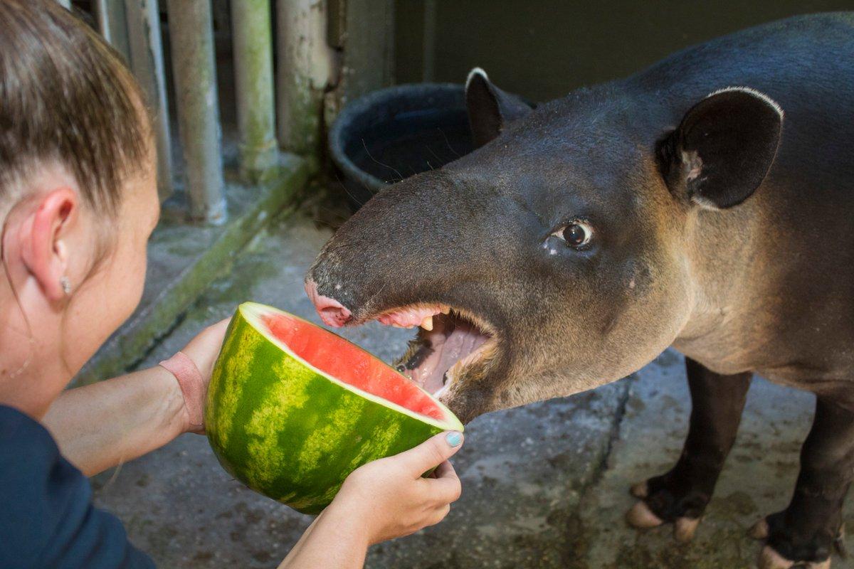 Brevard Zoo