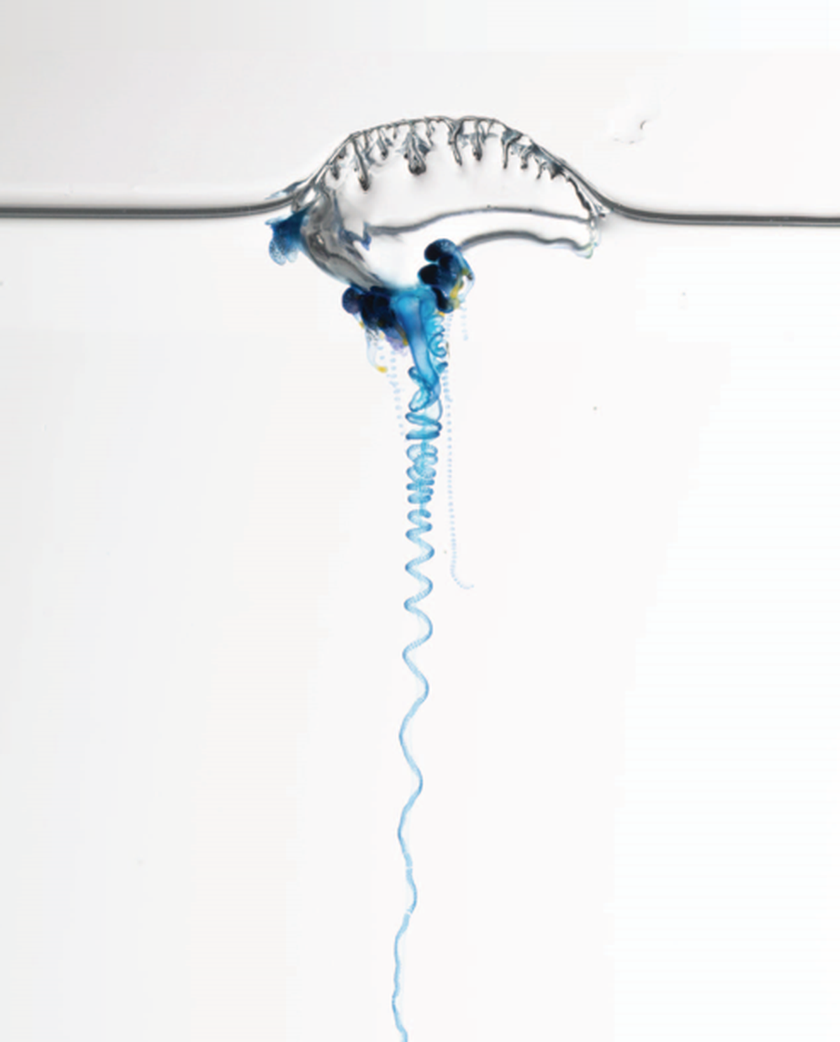 P. utriculus is one of at least four species of man o’ war.