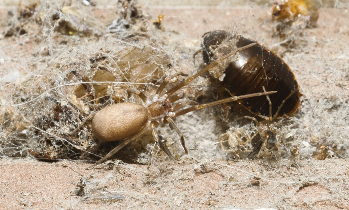 juvenile Pikelinia floydmuraria pink floyd new spider species