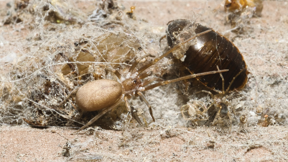 juvenile Pikelinia floydmuraria pink floyd new spider species
