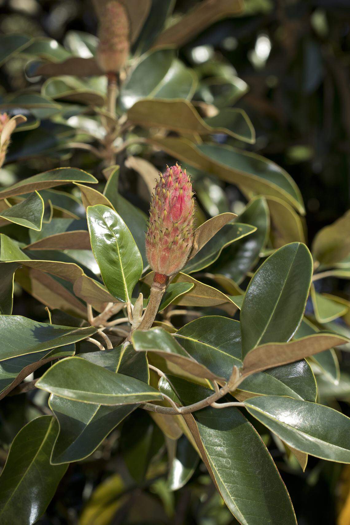 Magnolia fruit is a colorful, odd cone-shaped structure.