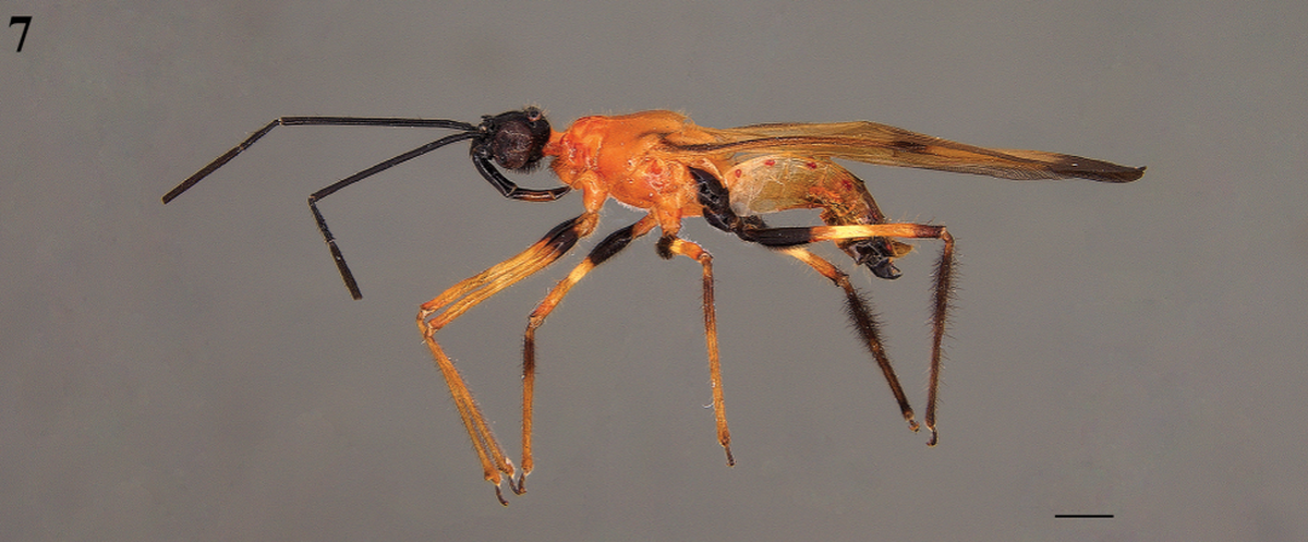 Symmetrical orange dots down the bugs’ body makes it stand out from other known species.