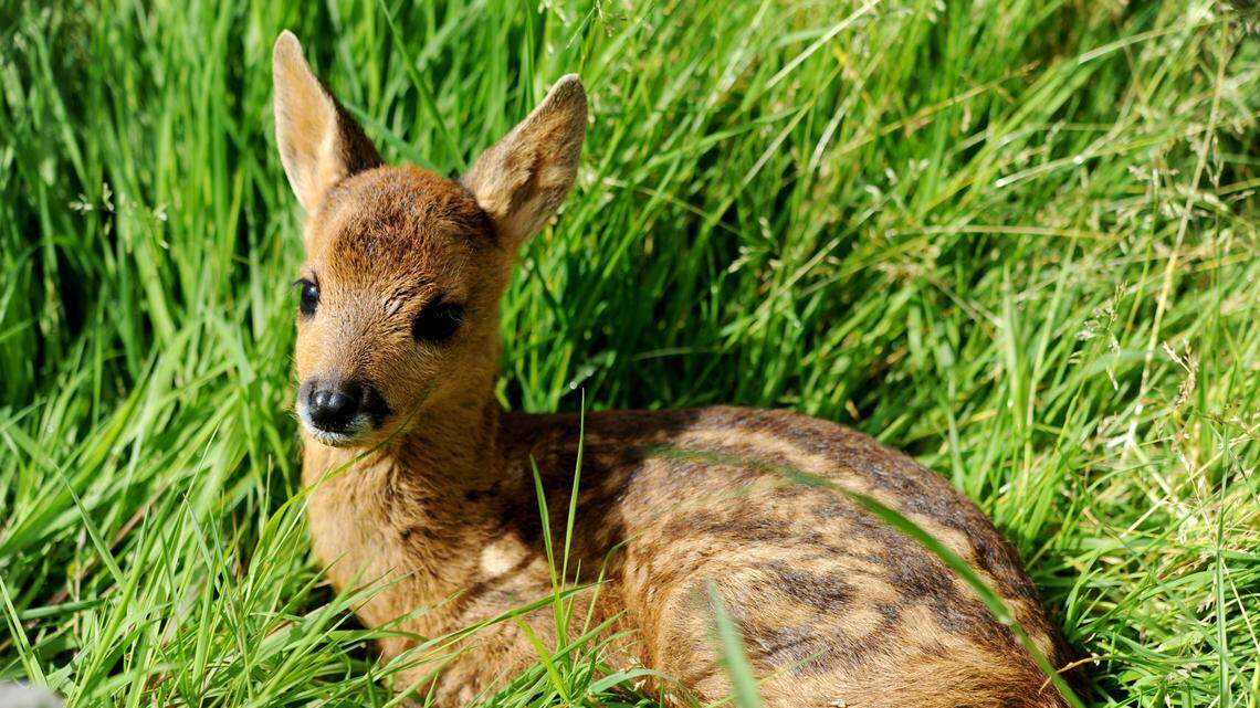 A fawn is pictured at the "Volee de piafs" wild animals center on May 16, 2017 in Languidic, near Lorient, western of France. The "Volee de piafs" wild animals care center, founded by Didier and Marie Masci, re-opened following private and public contributions, AFP reports on May 24, 2017. / AFP PHOTO / FRED TANNEAU (Photo credit should read FRED TANNEAU/AFP via Getty Images)