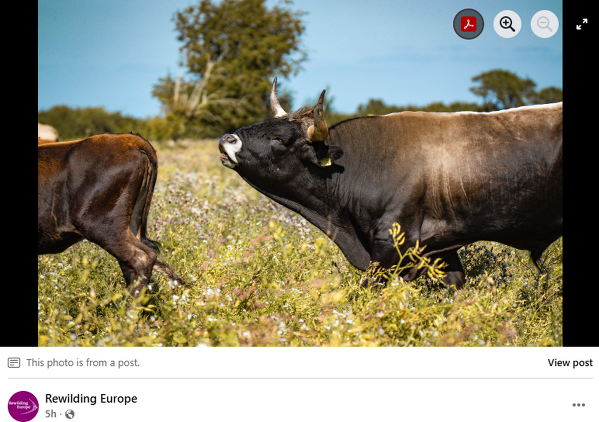 The cattle can reach more than six feet tall at the shoulder and thousands of pounds.