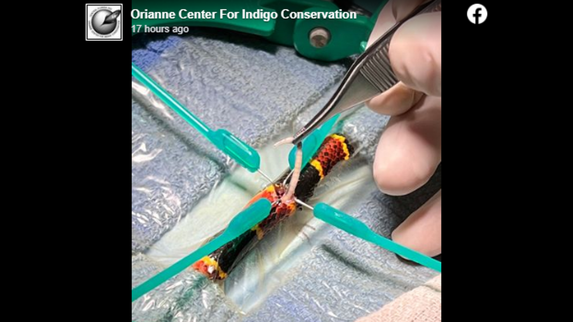 Surgery on a venomous coral snake revealed invasive pythons have introduced a parasite into Florida’s snake population.