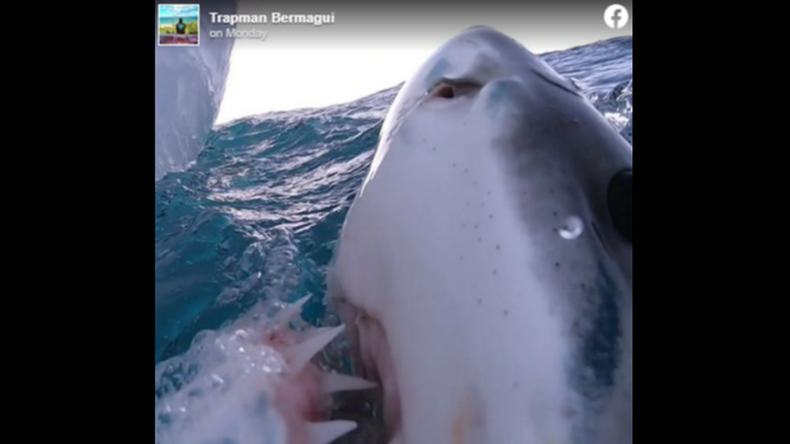 A professional angler and blogger Trapman Bermagui was “spying” on great white sharks off Australia whe he realized one shark was also watching him from the side of the boat.
