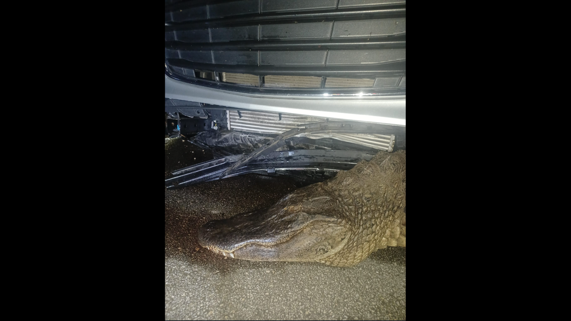 A tourist saw bad go to worse this week in Florida, when he ran over an alligator near the Everglades and it got tangled in the wheel. United States Towing & Recovery/Joshua Schroeder photo