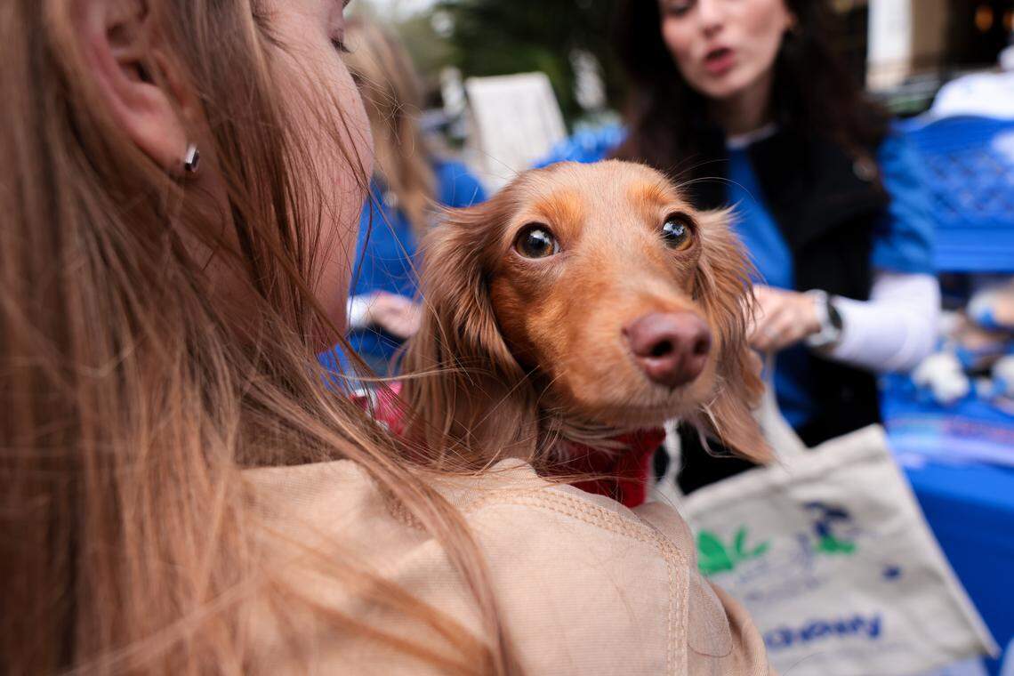 Hazel, a longhaired dachshund, looks on from the arms of her owner, Marcy, during the grand opening of the Chewy Bark Park at 4579 Ponce de Leon Blvd. in Coral Gables, Fla., Saturday, Jan. 31, 2026.