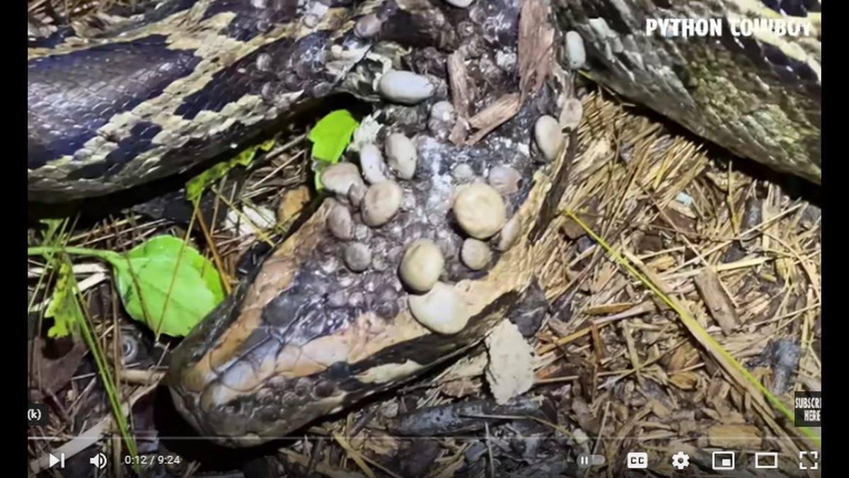 This female python was found covered in large ticks by a group on a guided hunt in the Florida Everglades. The snake was guarding a nest, video shows..