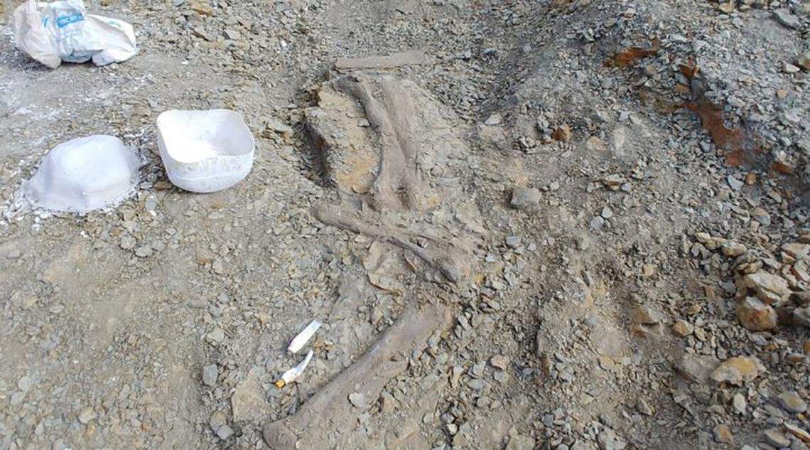 Paleontologists delicately chipped away the dirt to reveal the fossilized forelimbs and hindlimbs of the dinosaur.