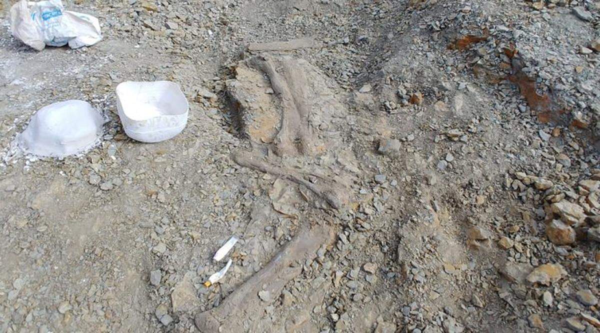Paleontologists delicately chipped away the dirt to reveal the fossilized forelimbs and hindlimbs of the dinosaur.