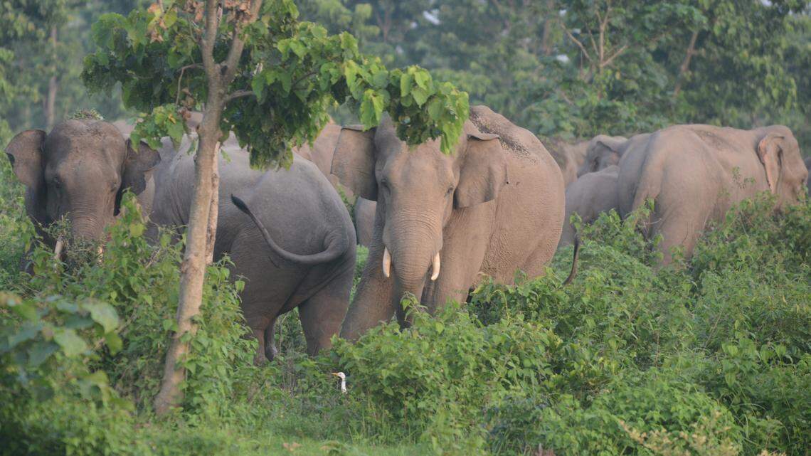 herd of elephants kalabari forest