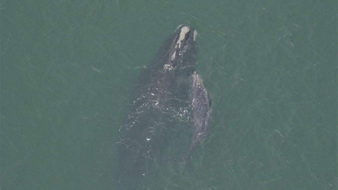 An aerial view shows a mother North Atlantic right whale swimming with her newborn calf. They were last spotted heading north off Ponte Vedra, near Jacksonville. Scientists had been concerned because they were previously last seen near West Palm Beach, Wednesday, Jan. 27, 2021, meaning they were headed south instead of north toward New England, where they are supposed to go after birthing their calves.