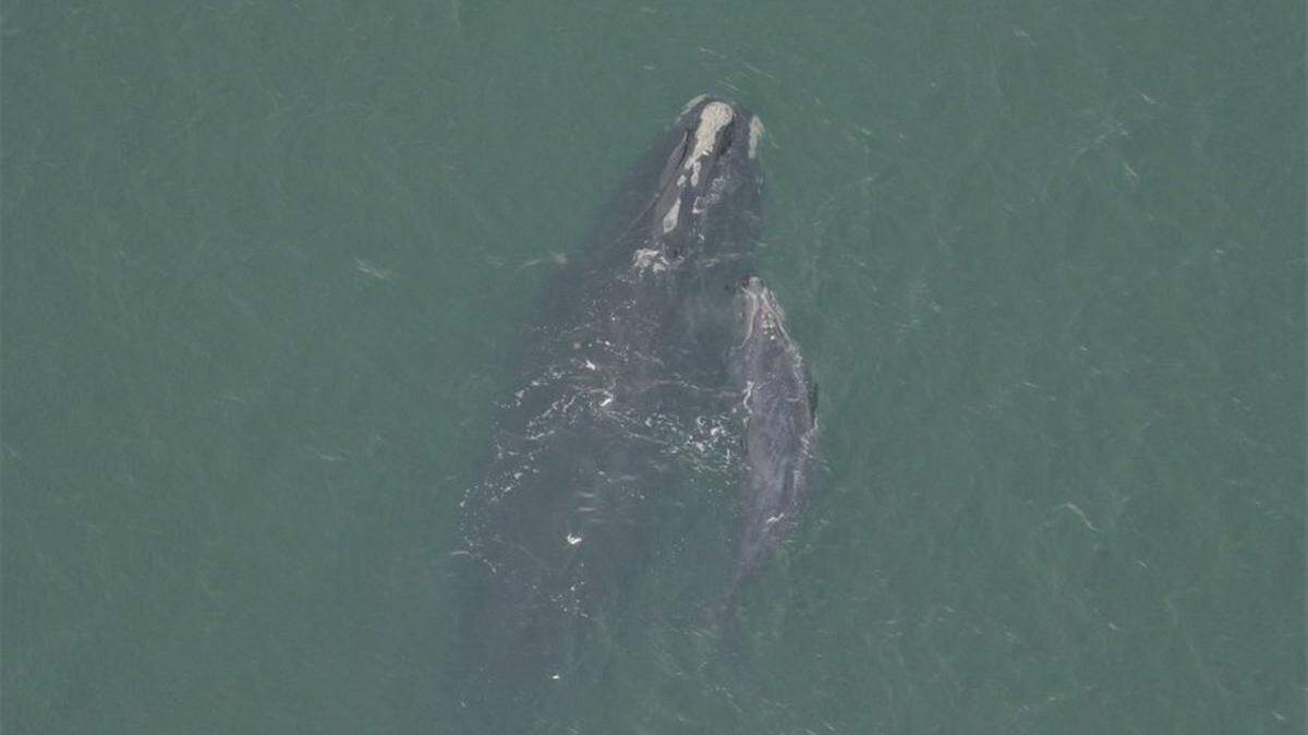An aerial view shows a mother North Atlantic right whale swimming with her newborn calf. They were last spotted heading south near West Palm Beach Wednesday, Jan. 27, 2021.
