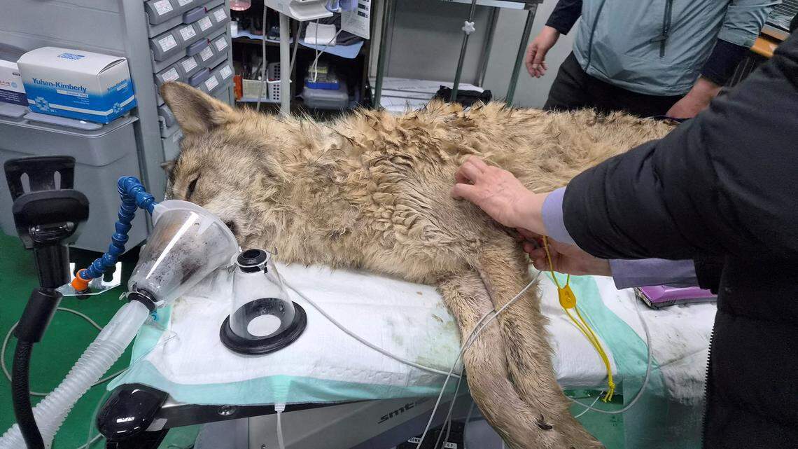 A veterinarian checks Neukgu, a wolf that went missing after escaping from O-World zoo, after being captured in Daejeon, South Korea, April 17, 2026 Daejeon City Corporation/Yonhap via REUTERS THIS IMAGE HAS BEEN SUPPLIED BY A THIRD PARTY. NO RESALES. NO ARCHIVES. SOUTH KOREA OUT. NO COMMERCIAL OR EDITORIAL SALES IN SOUTH KOREA. TPX IMAGES OF THE DAY