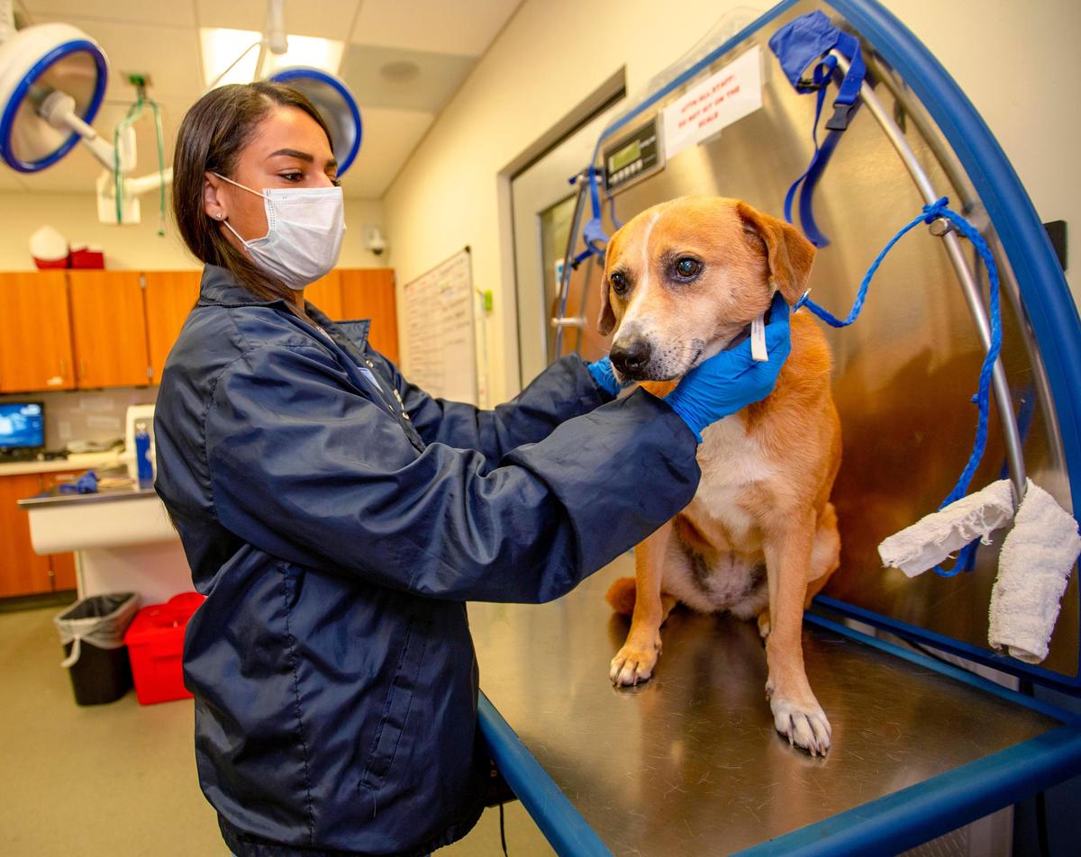 Susan Marazita, veterinarian technician, Miami-Dade Animal Services.