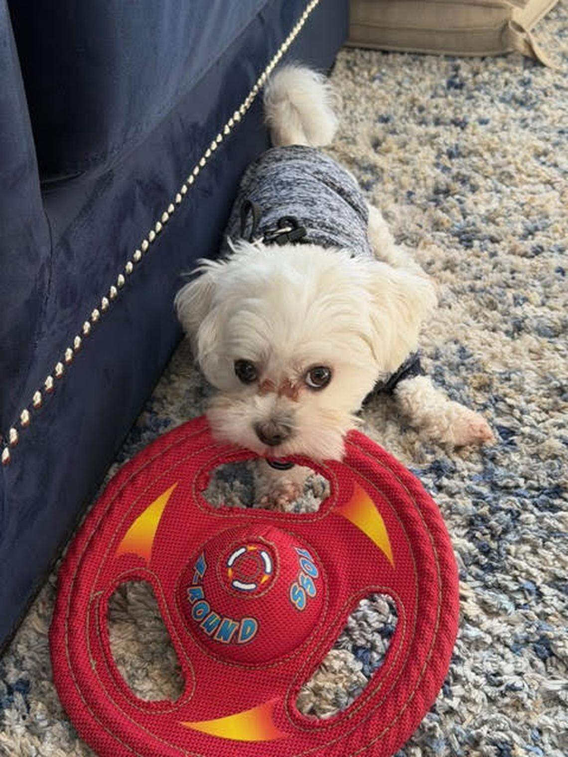 “Hamilton’s favorite hobby is carrying his toy everywhere like it’s his best friend,” said his mom, Luz Martinez. Hamilton, a 2-year-old Maltese, came fourth in the Miami Herald’s Cutest Dog Contest. Martinez’s Shih Tzu Valentina won the contest.