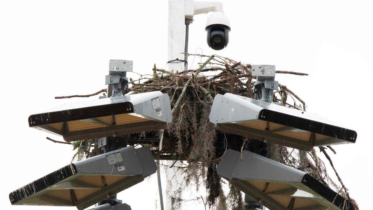 Osprey nest atop a light post at UF’s Southwest Recreation Center. Photo taken 03-27-24