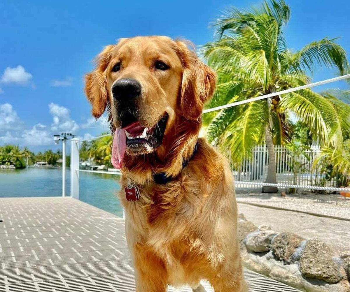 Nacho, an 18-month-old special needs golden retriever, arrived in the Keys on Sunday, June 12, 2022, after a 5-day road trip that started in his native Idaho.