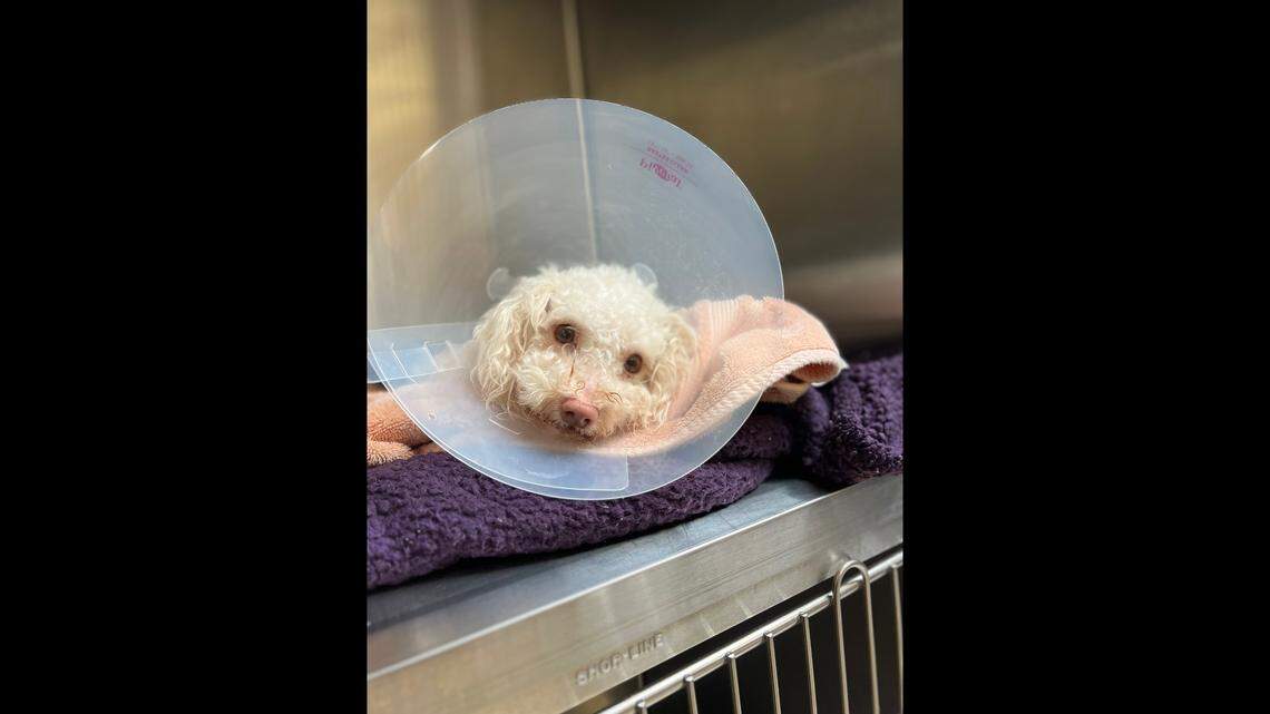 Toodles the poodle was saved by Narcan after a suspected drug overdose, the Pennsylvania animal shelter said.