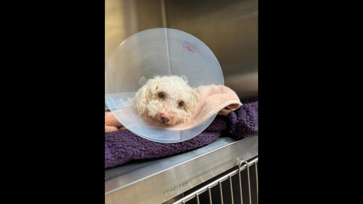Toodles the poodle was saved by Narcan after a suspected drug overdose, the Pennsylvania animal shelter said.