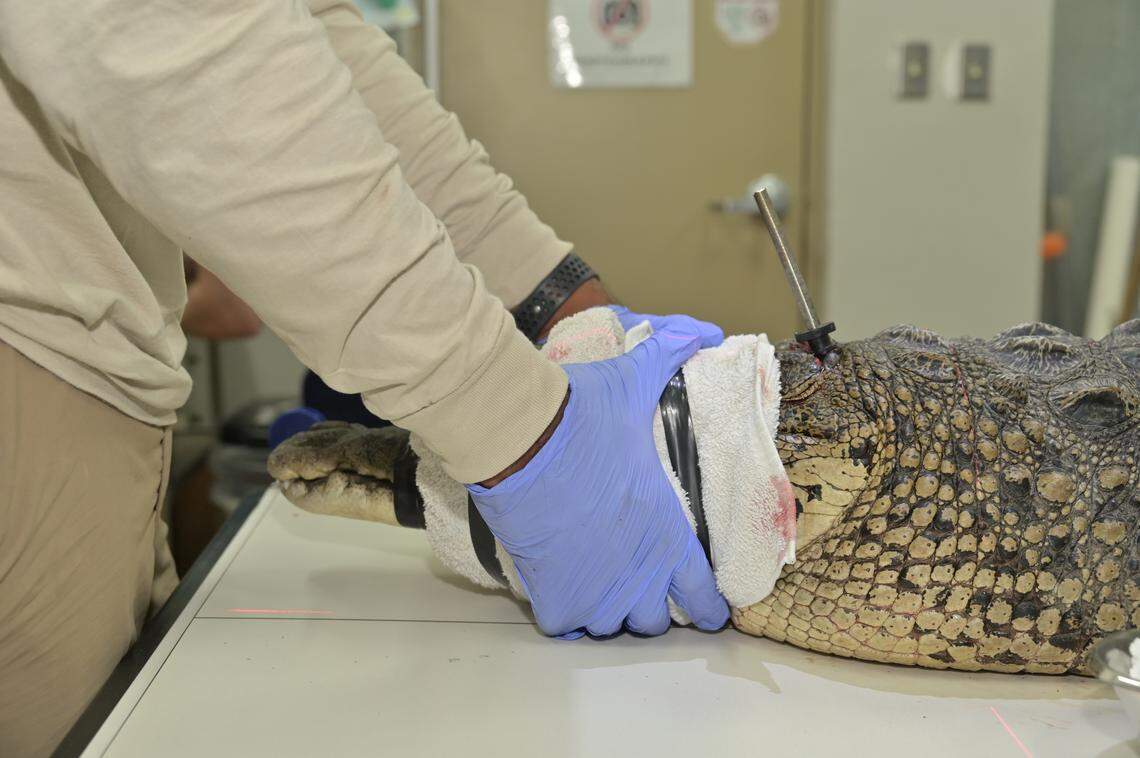A Zoo Miami veterinarian holds down a crocodile before operating on it Tuesday, Oct. 21, 2025. The female reptile was found in Key Largo days earlier with a spear lodged in its head.